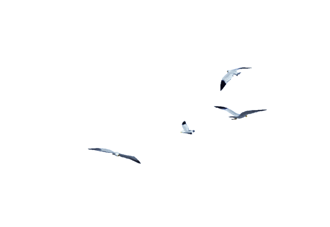 birds-13541